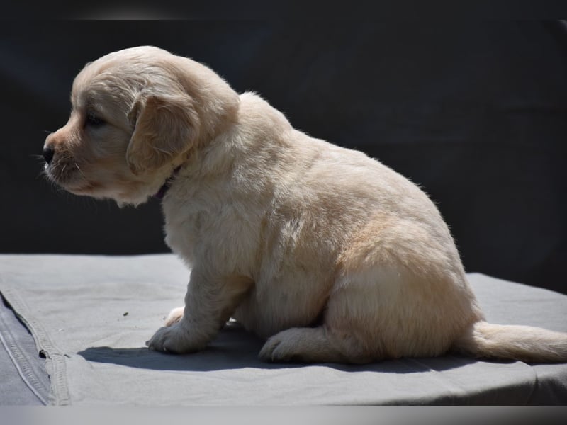 süße reinrassige Goldenretriever Welpen geboren