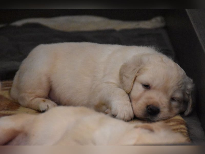 süße reinrassige Goldenretriever Welpen geboren