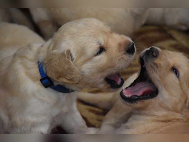 süße reinrassige Goldenretriever Welpen geboren