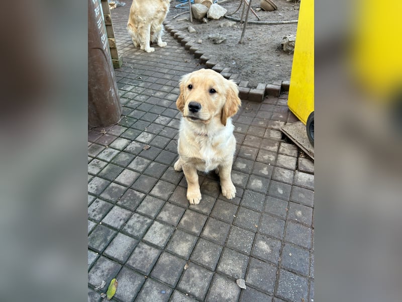 VERKAUFT - süßes reinrassiges Goldenretriever Mädchen sucht neue liebevolle Familie
