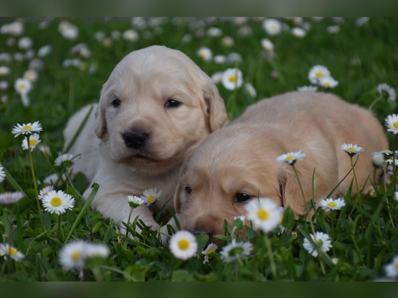 süße reinrassige Goldenretriever Welpen geboren