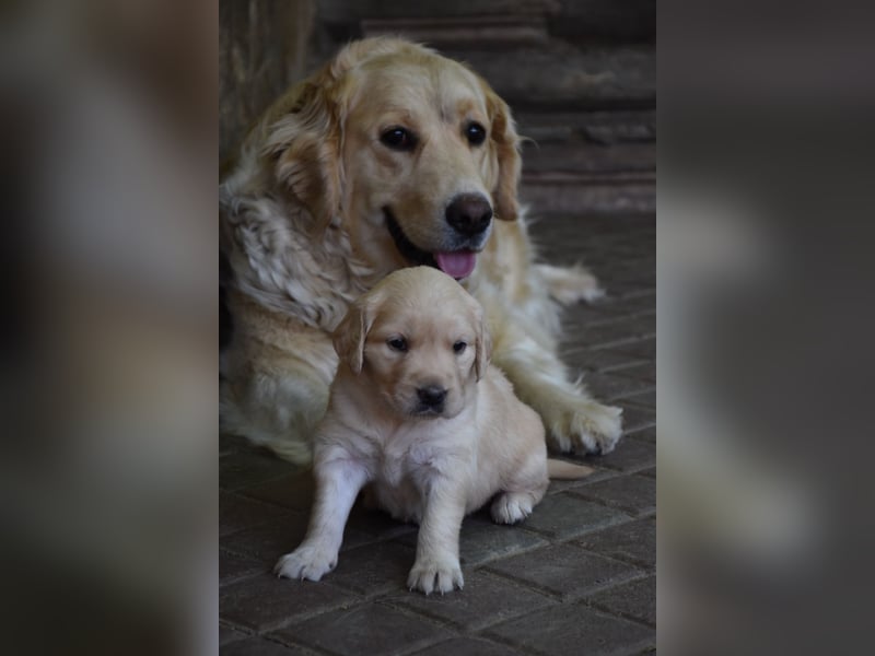 süße reinrassige Goldenretriever Welpen geboren