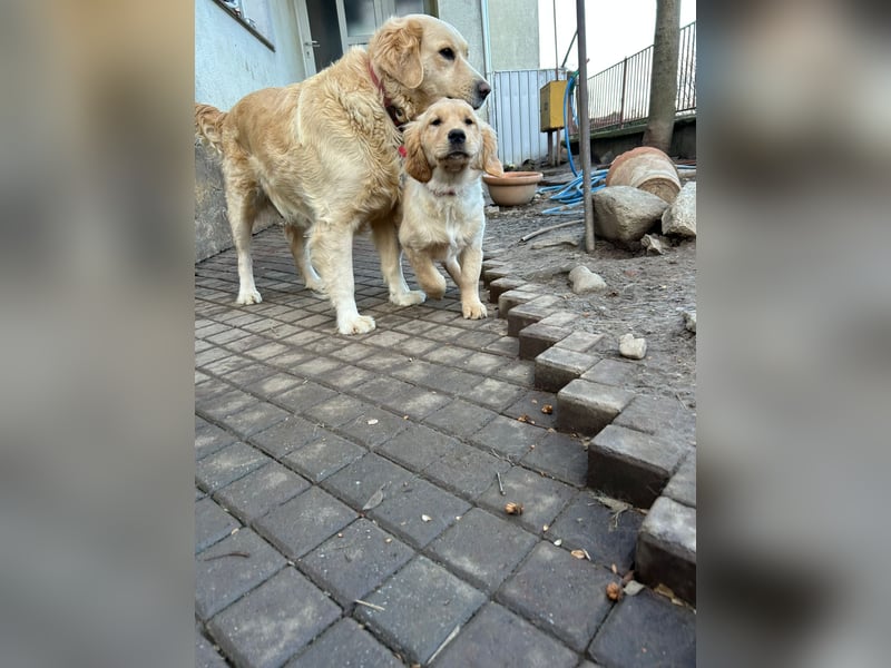 VERKAUFT - süßes reinrassiges Goldenretriever Mädchen sucht neue liebevolle Familie