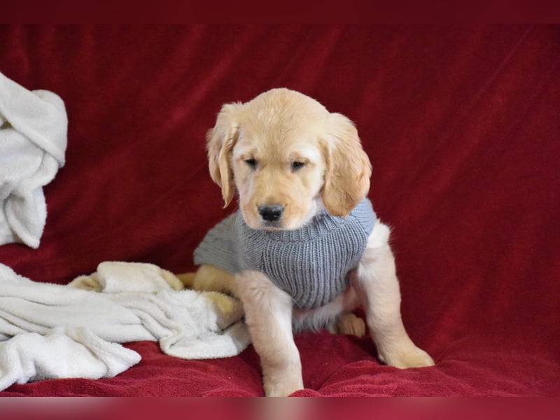 VERKAUFT - süßes reinrassiges Goldenretriever Mädchen sucht neue liebevolle Familie