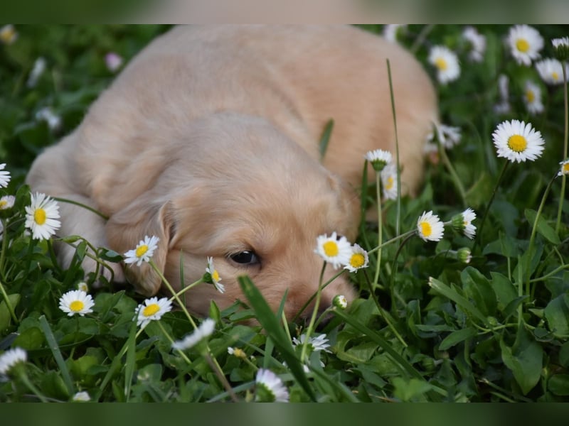 süße reinrassige Goldenretriever Welpen geboren