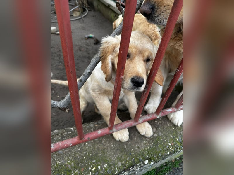 VERKAUFT - süßes reinrassiges Goldenretriever Mädchen sucht neue liebevolle Familie