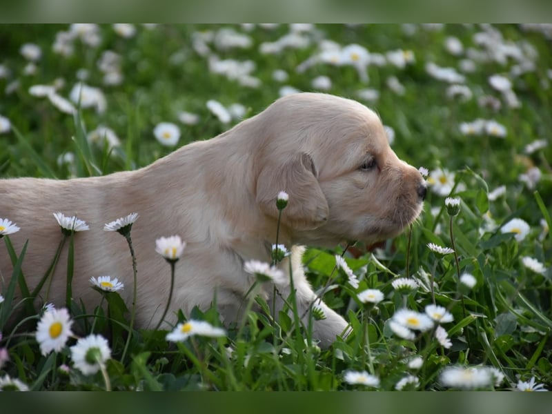 süße reinrassige Goldenretriever Welpen geboren