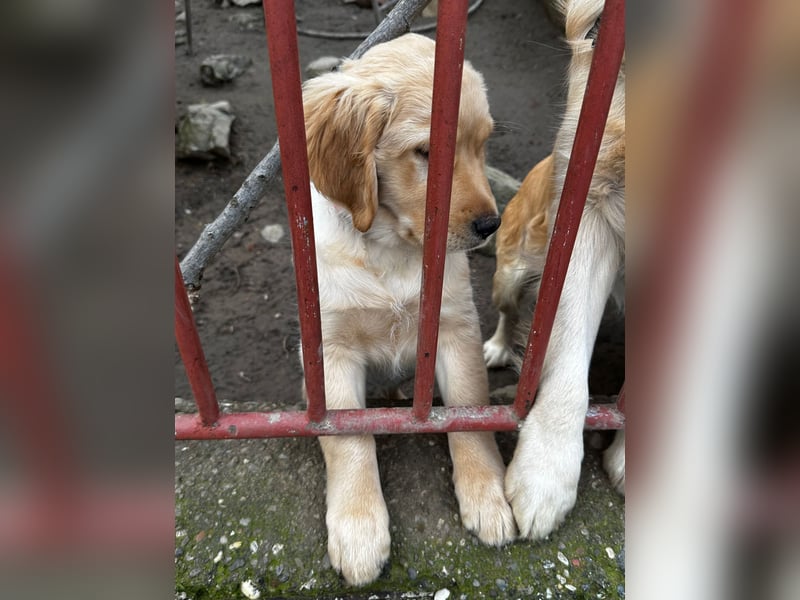 VERKAUFT - süßes reinrassiges Goldenretriever Mädchen sucht neue liebevolle Familie