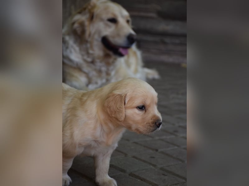 süße reinrassige Goldenretriever Welpen geboren