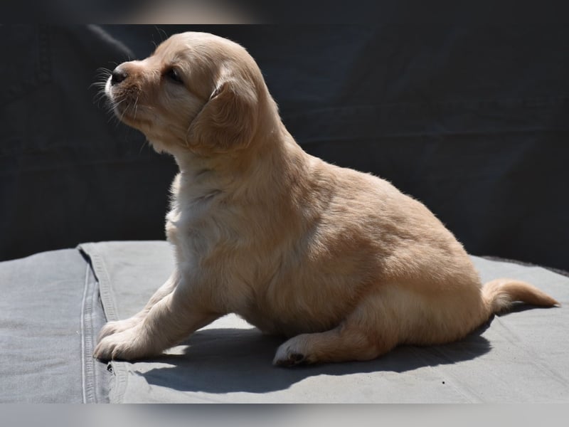 süße reinrassige Goldenretriever Welpen geboren