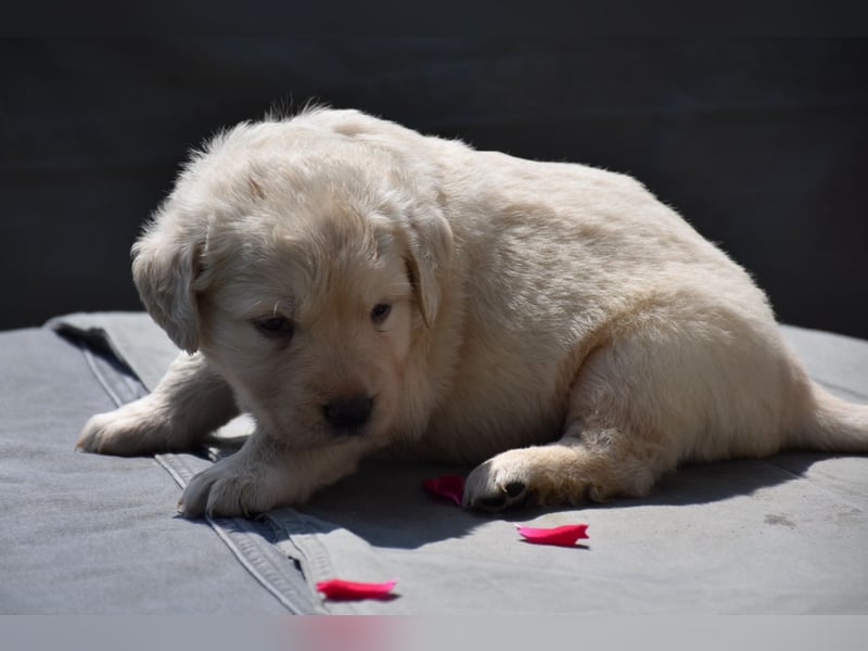 süße reinrassige Goldenretriever Welpen geboren