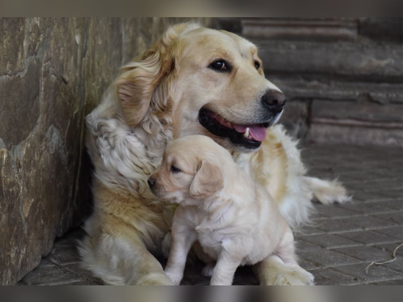 süße reinrassige Goldenretriever Welpen geboren