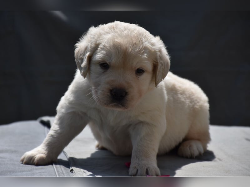 süße reinrassige Goldenretriever Welpen geboren