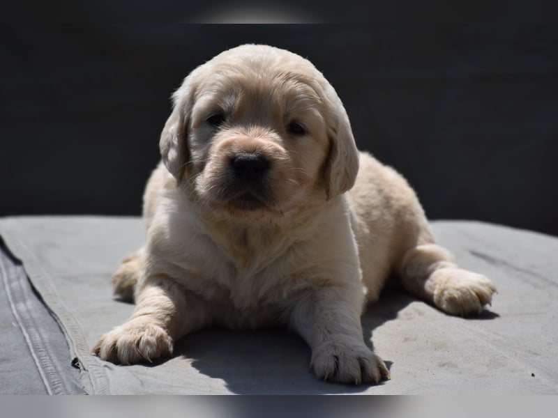 süße reinrassige Goldenretriever Welpen geboren