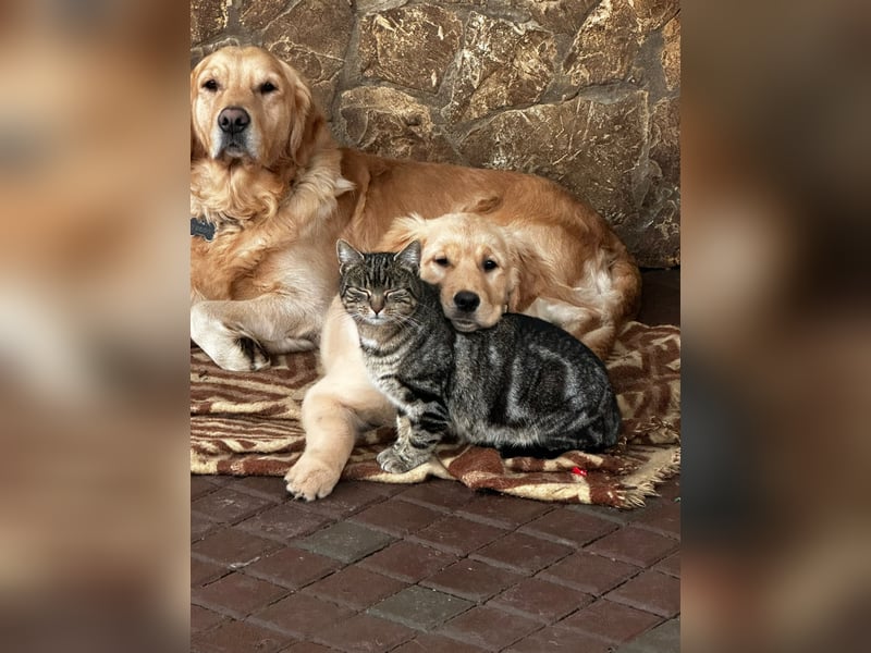 VERKAUFT - süßes reinrassiges Goldenretriever Mädchen sucht neue liebevolle Familie