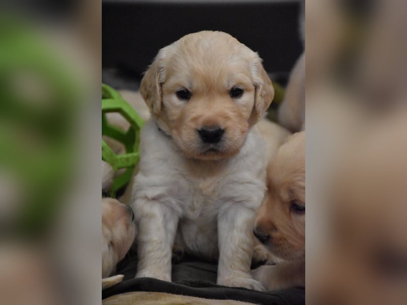 süße reinrassige Goldenretriever Welpen geboren