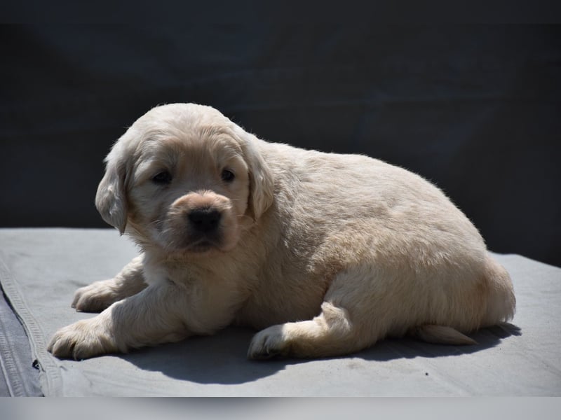 süße reinrassige Goldenretriever Welpen geboren