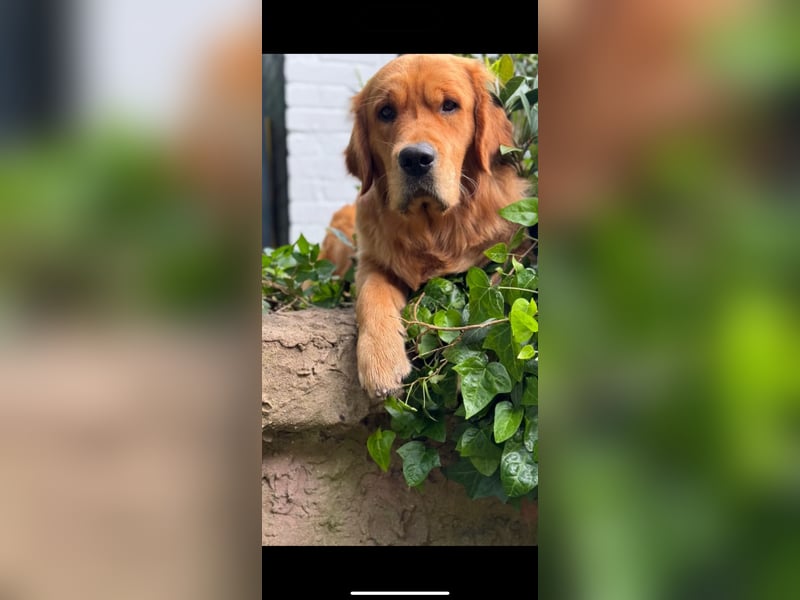 Golden Retriever dark reinrassig