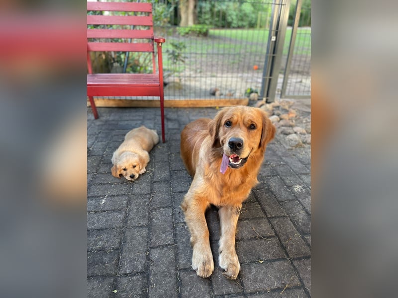 Golden Retriever dark reinrassig