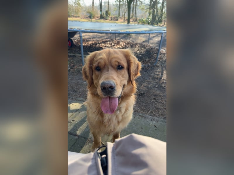 Golden Retriever dark reinrassig