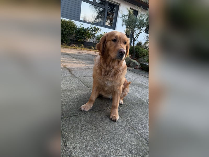Golden Retriever dark reinrassig