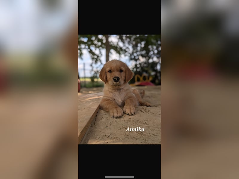 Golden Retriever dark reinrassig