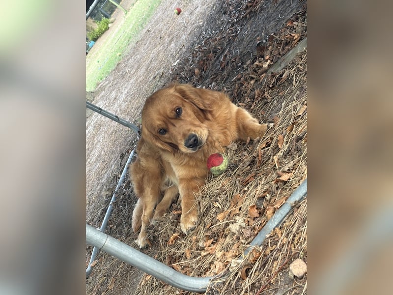 Golden Retriever dark reinrassig