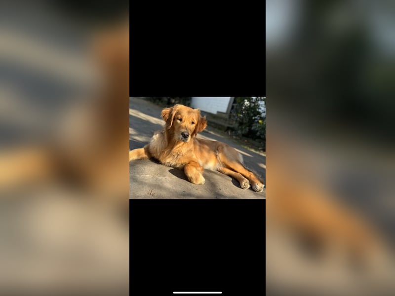 Golden Retriever dark reinrassig