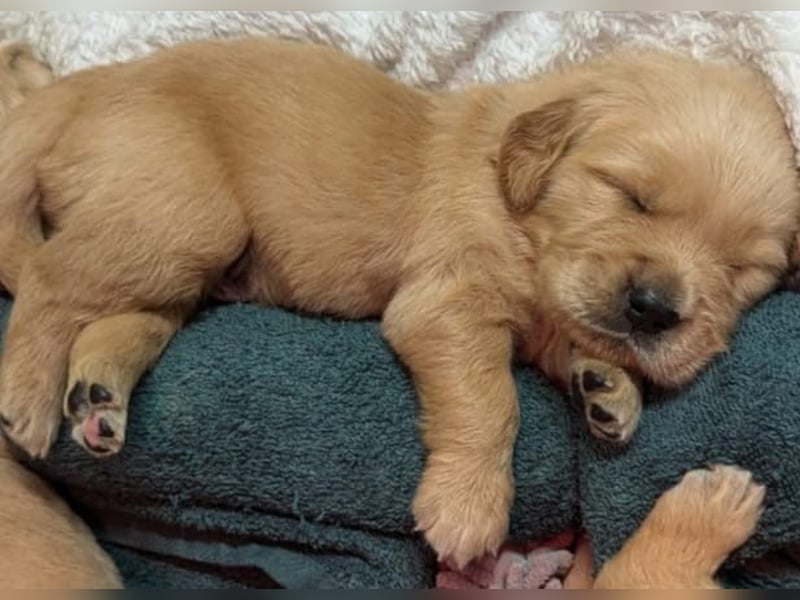 Golden Retriever dark reinrassig