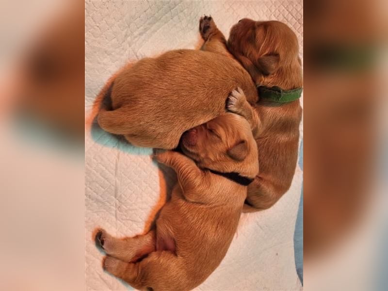 Golden Retriever dark reinrassig