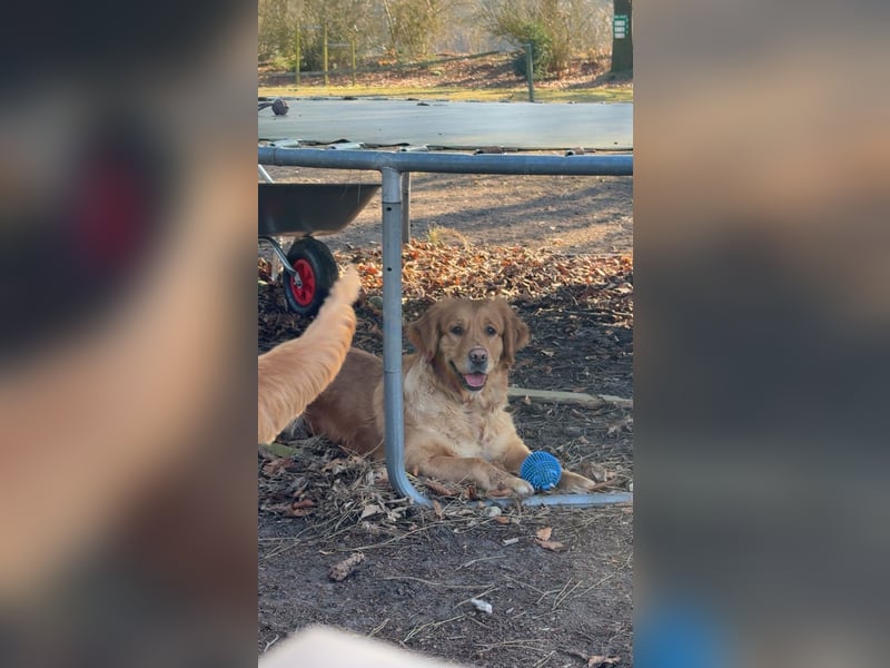 Golden Retriever dark reinrassig