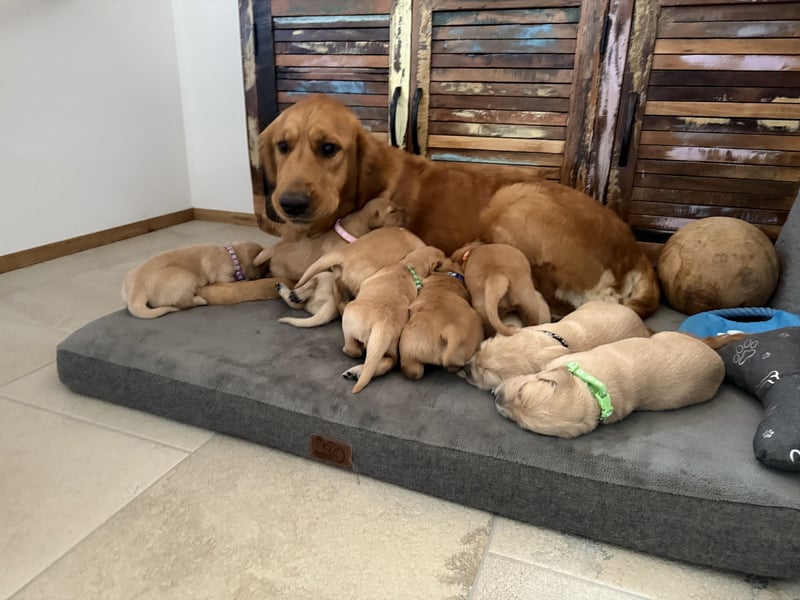 Reinrassige Golden Retriever Welpen top Verpaarung mit Ahnentafel