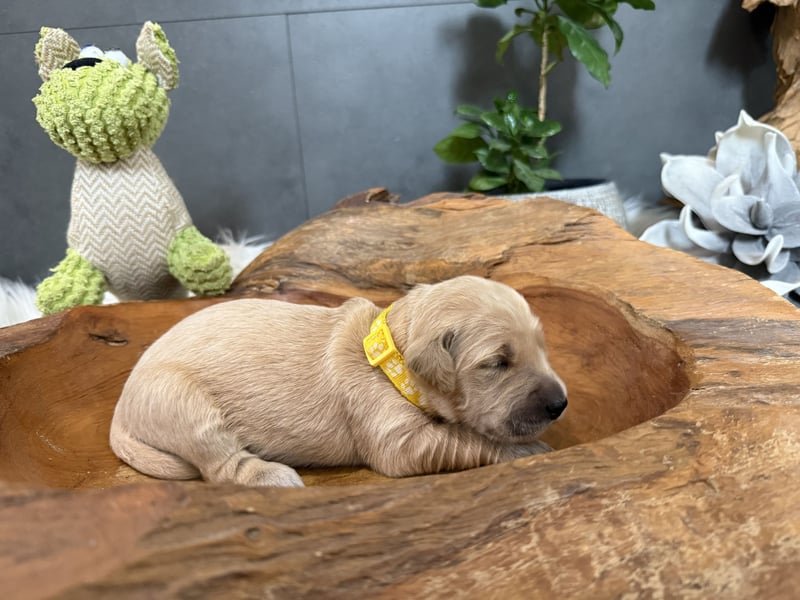 Golden Retriever Welpen reinrassig, 3 Fellnasen suchen noch ein Zuhause mit ❤️