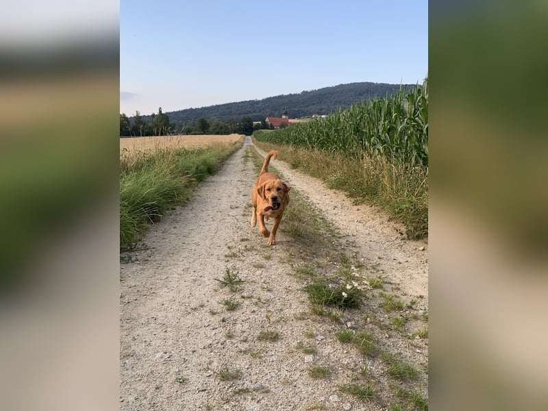 Wurferwartung Golden Retriever Welpen mit Ahnentafel Ostern 25