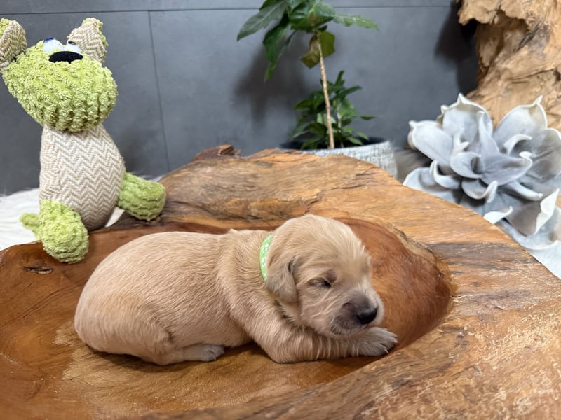 Golden Retriever Welpen reinrassig, 3 Fellnasen suchen noch ein Zuhause mit ❤️