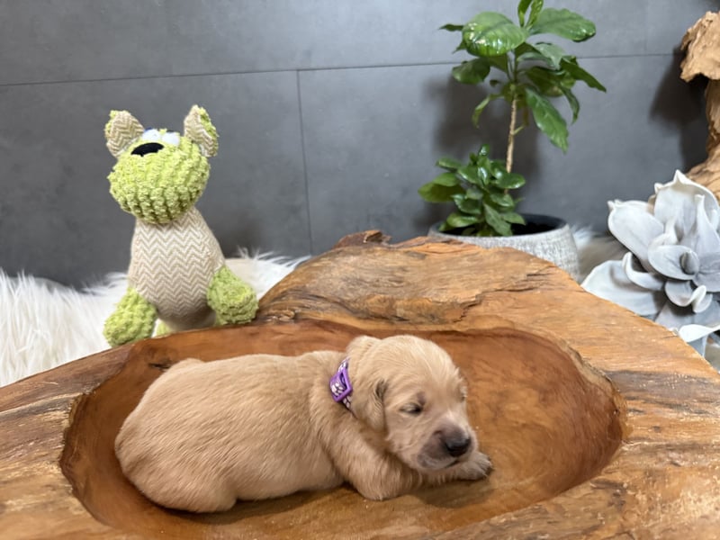 Golden Retriever Welpen reinrassig, 3 Fellnasen suchen noch ein Zuhause mit ❤️