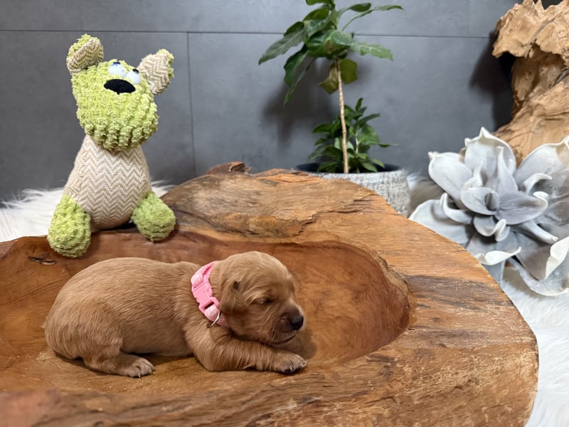 Golden Retriever Welpen reinrassig, 3 Fellnasen suchen noch ein Zuhause mit ❤️