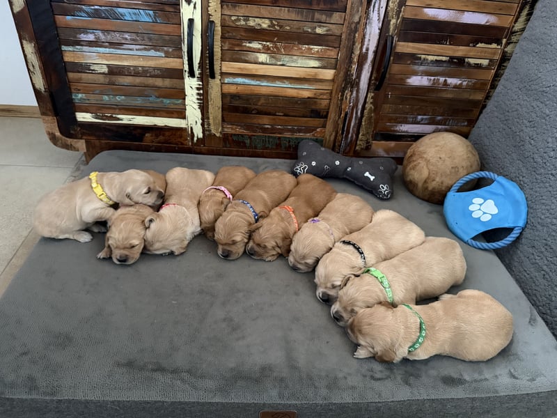 Reinrassige Golden Retriever Welpen top Verpaarung mit Ahnentafel