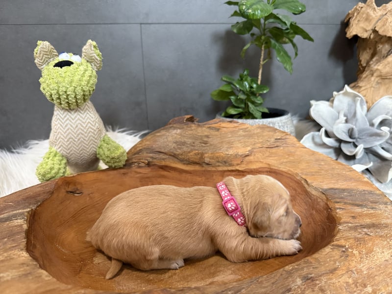 Golden Retriever Welpen reinrassig, 3 Fellnasen suchen noch ein Zuhause mit ❤️