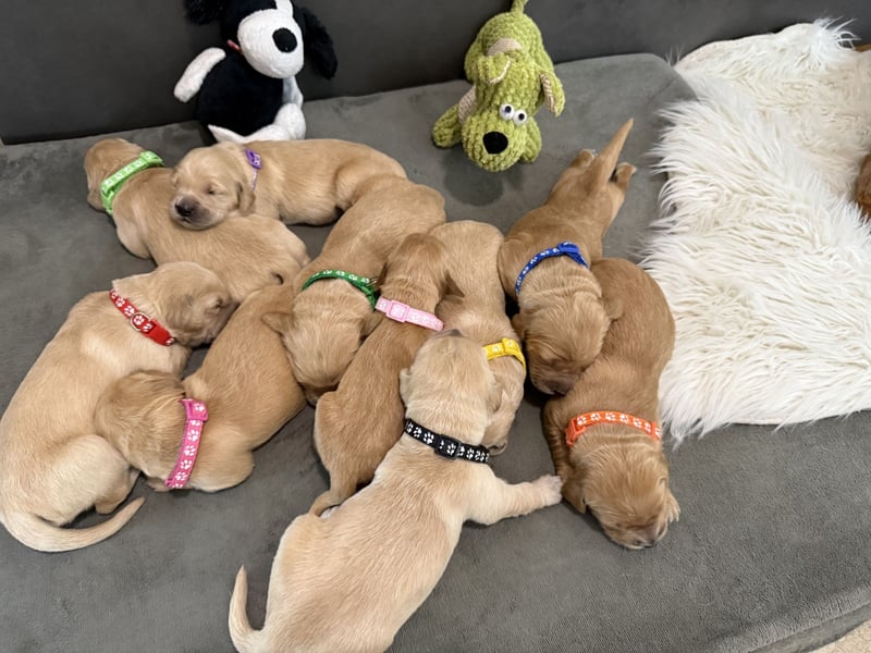 Golden Retriever Welpen reinrassig, 3 Fellnasen suchen noch ein Zuhause mit ❤️