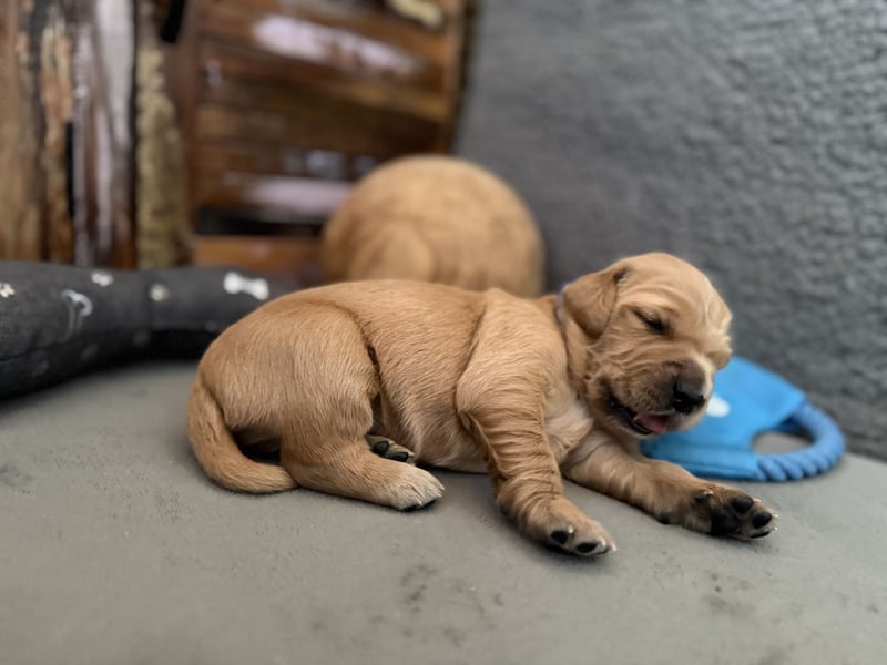 Reinrassige Golden Retriever Welpen top Verpaarung mit Ahnentafel