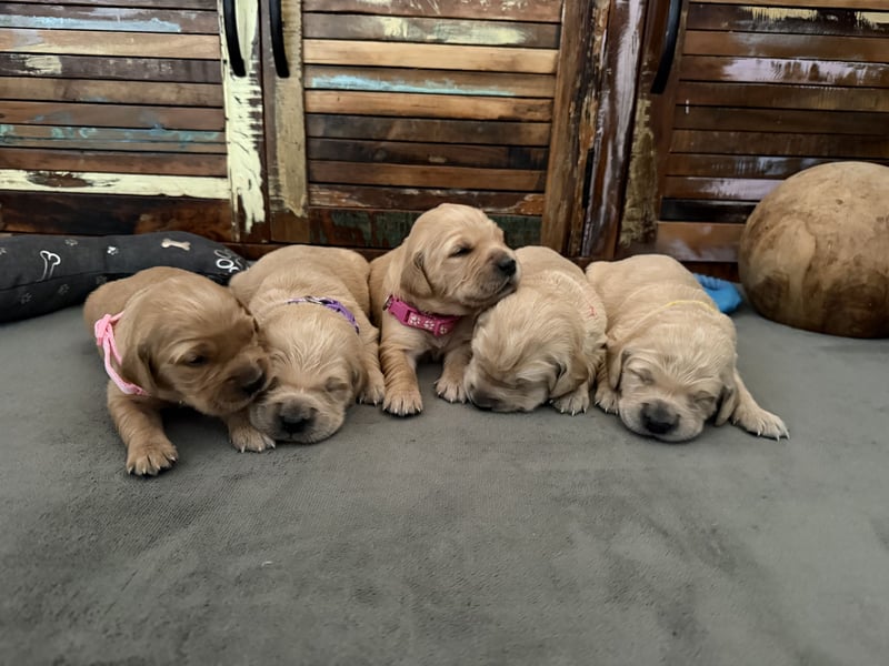 Reinrassige Golden Retriever Welpen top Verpaarung mit Ahnentafel
