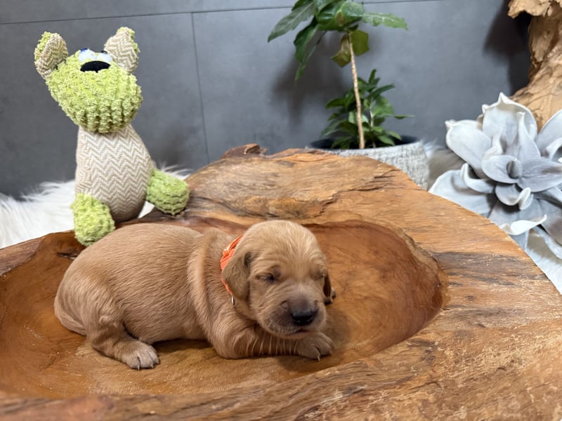 Golden Retriever Welpen reinrassig, 3 Fellnasen suchen noch ein Zuhause mit ❤️