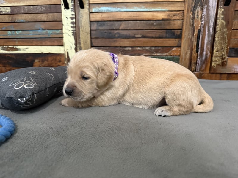 Reinrassige Golden Retriever Welpen top Verpaarung mit Ahnentafel