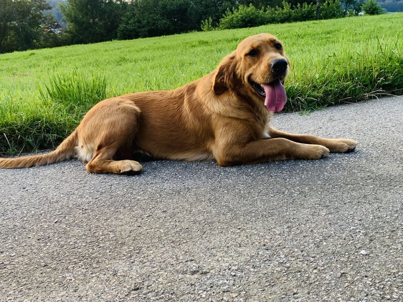 Wurferwartung Golden Retriever Welpen mit Ahnentafel Ostern 25