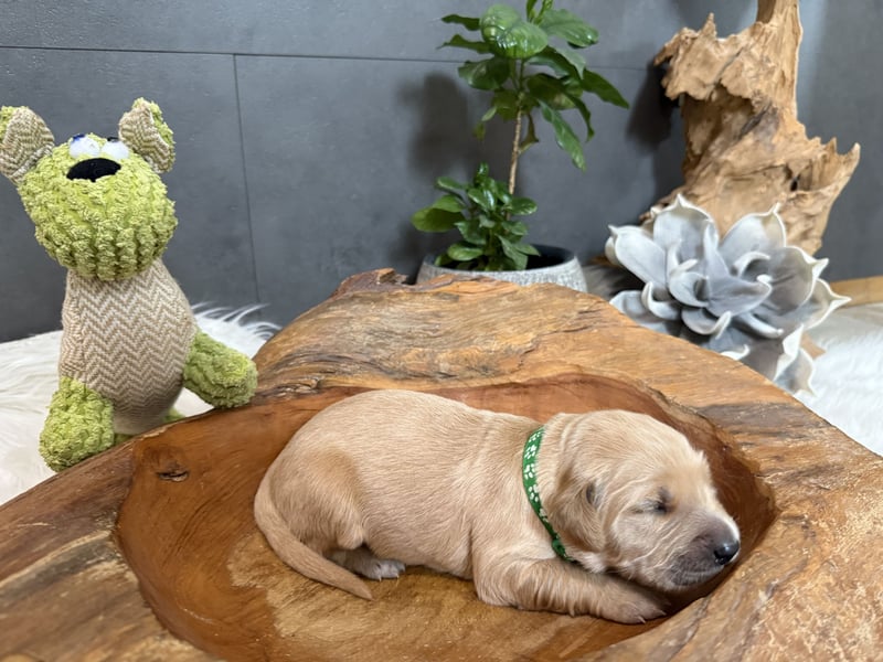 Golden Retriever Welpen reinrassig, 3 Fellnasen suchen noch ein Zuhause mit ❤️