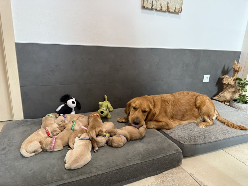 Golden Retriever Welpen reinrassig, 3 Fellnasen suchen noch ein Zuhause mit ❤️