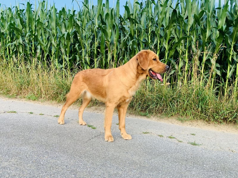 Golden Retriever Welpen reinrassig, 3 Fellnasen suchen noch ein Zuhause mit ❤️