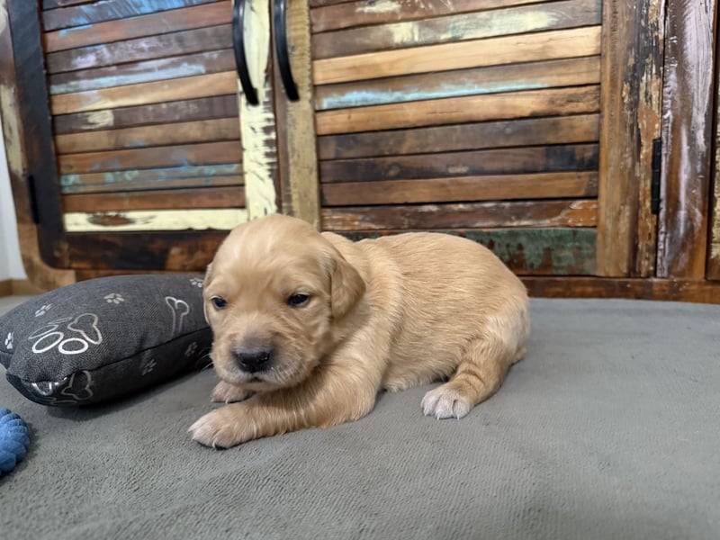 Reinrassige Golden Retriever Welpen top Verpaarung mit Ahnentafel