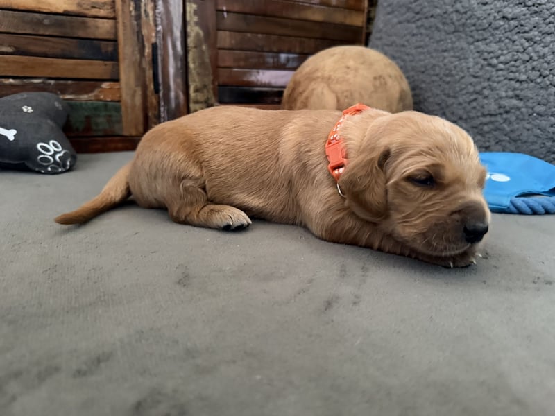 Reinrassige Golden Retriever Welpen top Verpaarung mit Ahnentafel